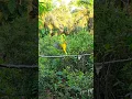 Download Lagu TERKEJUT SPOT MIKAT TERNYATA ADA BURUNG KEPODANG EMAS BOS KU