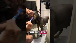Brushing your Dobermans teeth ! #fyp #dream #doberman #pets #youtube