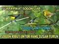 Download Lagu Anti zonk!! Suara pikat sogon liar ampuh (pemanggil sogon liar) mp3 pikat 2025