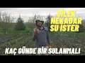 Download Lagu ÇİLEKLERDE SU İHTİYACI KAÇ GÜNDE KAÇ LİTRE VERMELİYİZ