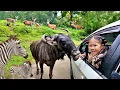 Download Lagu Kasih Makan Zebra, Rusa, Wildebeest, Beruang dan Gajah di Kebun Binatang