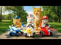 Download Lagu Mama Cat Trims Fur on the Farm and Makes Tiger Hat For Kittens At Home🐾🎩🐯