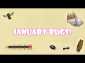 All Bugs You Can Catch In JANUARY In Animal Crossing New Horizons Northern Hemisphere