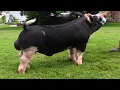 Shipley Swine Genetics Berkshire Boar Mastermind
