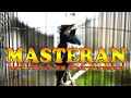 Download Lagu MASTERAN HANDAL  JALAK SUREN GACOR UNTUK JALAK SUREN YANG MALAS BUNYI #jalaksurengacor