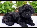 Shorkie-poo Puppies for Sale