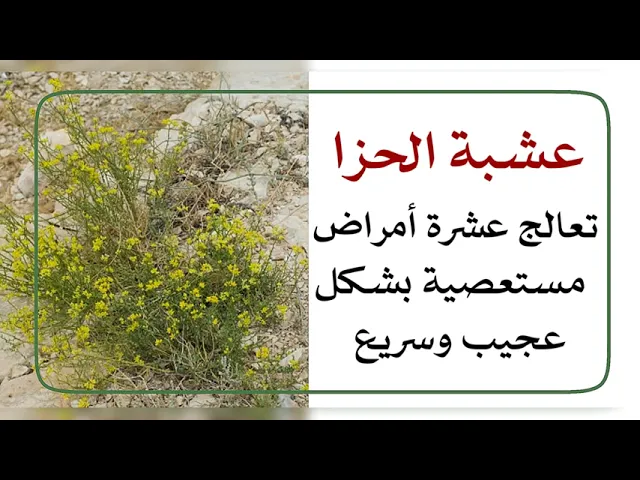 ⁣عشبة الحزا.. تعالج عشرة أمراض مستعصية بشكل عجيب وسريع .. تعرف عليها الآن