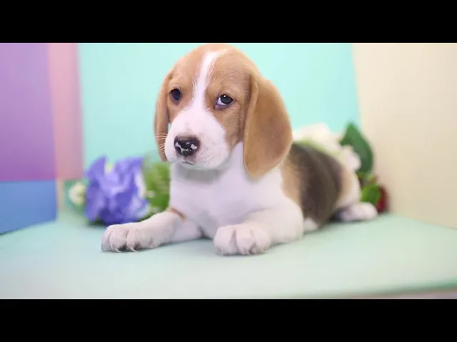 動画
