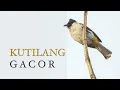 Download Lagu SUARA BURUNG KUTILANG GACOR UNTUK MEMIKAT