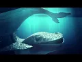 “Dream” (feat. Natalie Bergman, Ryan Merchant, Keenan O’Meara & Tal Altman)