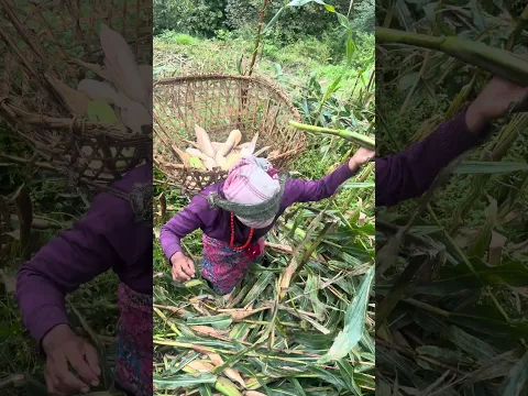 #villagelife