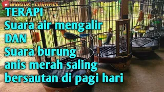 terapi suara air mengalir dan burung anis merah saling bersautan di pagi hari