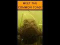 Lagu Meet the Common Toad!