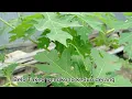 Download Lagu Sungai Kandilo karaoke nada pria (Cover by Eddy) Cipt : N.N [Lagu Daerah Kaltim]