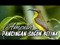 Download Lagu PANCINGIAN SOGON BAHAN || SOGON BETINA MEMANGGIL JANTAN