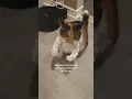 Download Lagu What should we make next? 😅 #catsoftiktok #cat #funny #funnycat #funnytiktok #relatable #cats #catsb