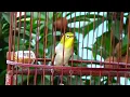 Download Lagu Oriental White Eye Bird Singing In The Morning
