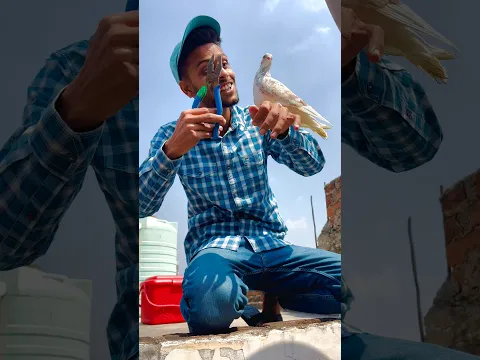 Kabuter Ne Meri Help Kardi 🫢 #pigeon #reaction #shorts #skpigeonloft
