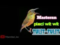 Lagu Pleci wit-wit tulit tulit ikut nembak