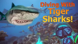 Surviving a TIGER SHARK! – S2:E53