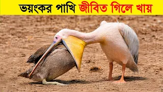 বিশ্বের সবচেয়ে ভয়ঙ্কর ৬টি শিকারি পাখি! World's 6 Most Dangerous Predator Birds