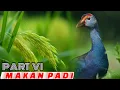 Download Lagu #Pikat Suara Burung Mandar Biru Tanpa Jeda Cocok Buat Nyanggong‼️