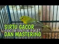 Download Lagu MASTERING BURUNG SIRTU‼️MP3 Suara Burung Sirtu Gacor, Sangat cocok Untuk Pikat dan Masteran