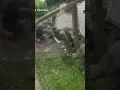 Deck collapses as US Marshals move in to serve a warrant