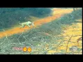 Download Lagu Vettai dog jumping video, kanni dog, chippiparai dog, சிப்பிப்பாறை கன்னி நாய்