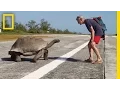 Explorer Interrupts Mating Tortoises Slowest Chase Ever Ensues National Geographic