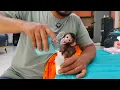 Download Lagu Good news this morning, a pair of newborn baby monkeys for Milo has been found.