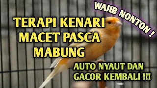 Download TERAPI KENARI PASCA MABUNG tak butuh waktu lama auto gacor kembali MP3