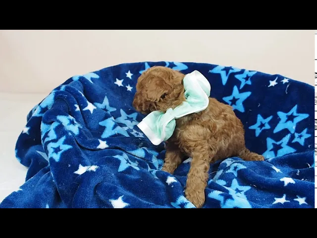 動画
