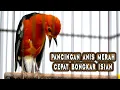 Download Lagu PANCINGAN ANIS MERAH BIAR BONGKAR ISIAN, ANIS MERAH TELER