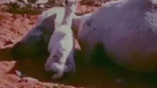 شيب عيني   يوم دبر  دندنها