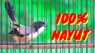 banyak cendet yang emosi dan nyaut dengan cendet cari lawan ini