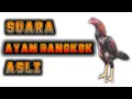 Download Lagu Suara kokok ayam bangkok asli.
