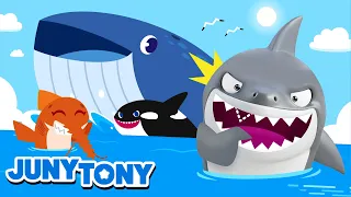 🐋 Baleias VS Tubarões 🦈 Amigos do Mar | Música Infantil | JunyTony em Português
