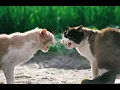Download Lagu ASMR ||  1 HOUR SUARA KUCING BERANTEM, FIGHTING CAT SOUND, cocok untuk teman melamun ketika gabut...