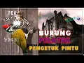 Download Lagu Membuat Burung Pelatuk