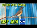 Download Lagu Betina warna, pencetak Rupiah 😍