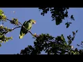 COTORRA CORONIRROJA vocalizando Red-crowned Parrot Amazona viridigenalis INTRODUCIDA en PR
