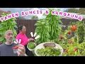 Download Lagu PETIK BUNCIS BUANYAK BANGETTT!! KANGKUNG DAN TOMAT LUMAYAN BUAT SALAD TEMEN NYA STRAK