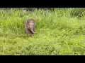 Download Lagu Mom, Where Are You? Baby Elephant's Search for Mom in the Wild