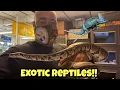 LARGEST selection of EXOTIC REPTILES OLDEST STORE IN CENTRAL FLORIDA
