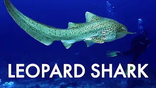 SIPADAN | ALONE at the BEST DIVE Spot in the World | Travel Ep 286