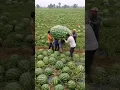 Download Lagu Giant watermelon #giant #watermelon #fruit #farm #farming #farmer #fruit #harvest #nature #nature