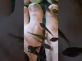Fish Spa Pedicure Fish Eat Our Dead Skin