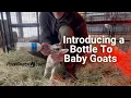 Introduce A Bottle To Baby Goats