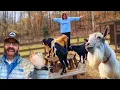 The GOATS Just Got A BIG Surprise Craigslist Find